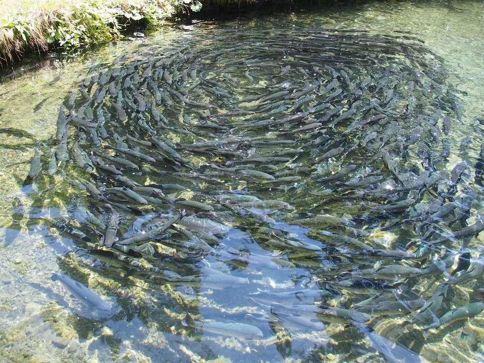Fish on the fish farm