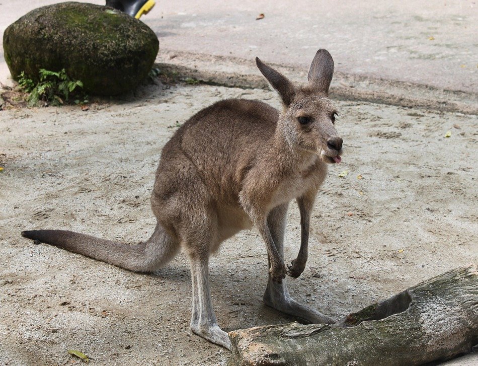 hungry kangaroo stays at empty feeder