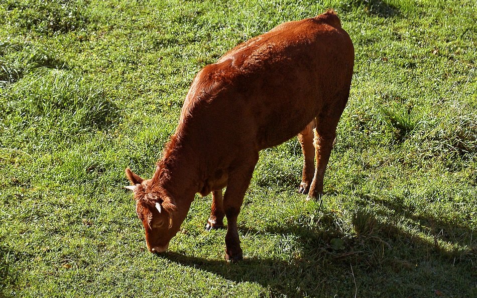 Young brown cow on pasture in Poland