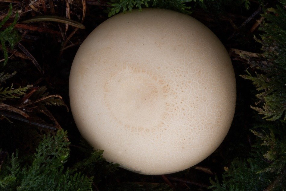 picture from above a mushroom