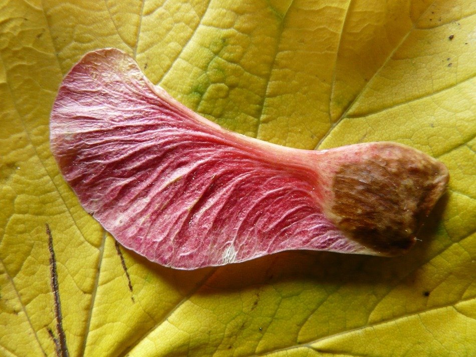winged a maple