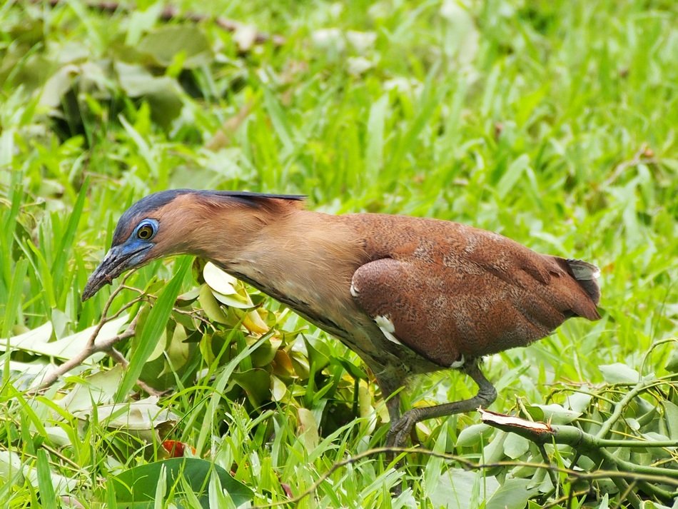 Nycticorax nycticorax or black crowned
