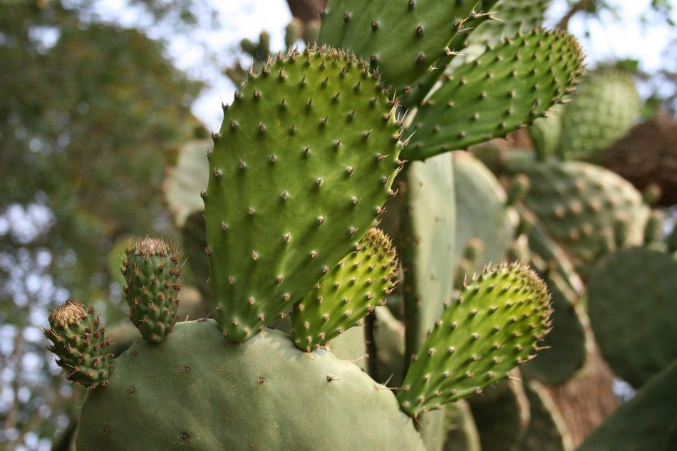 young cactus leaves with thorns