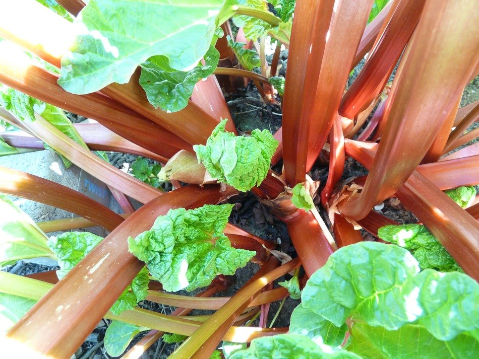 fresh rhubarb vegetables