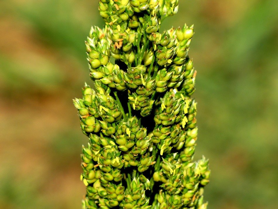 Sorghum plant blossoms close-up on blurred background