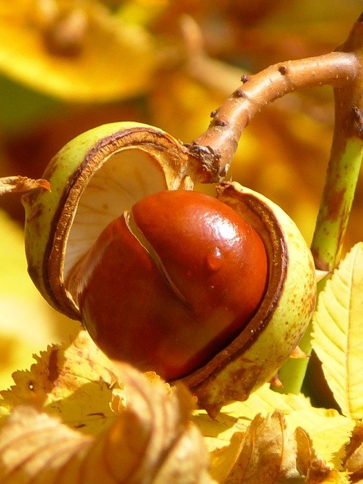 сhestnut fruit in a shell