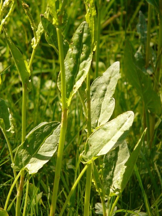 pointed sorrel on the Meadow close-up