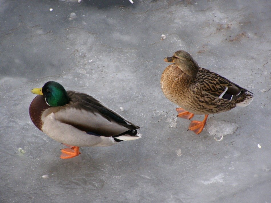 very human and ducks on earth