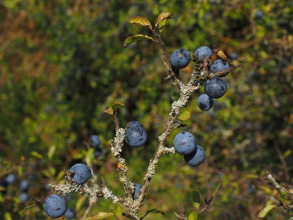 blue fruits of blackthorn on a sunny day