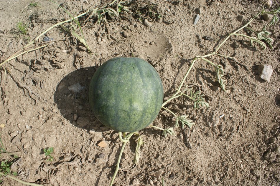 watermelon on the field