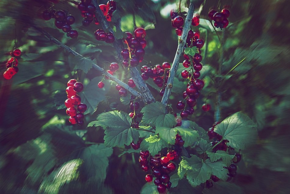 currant nature vegetable
