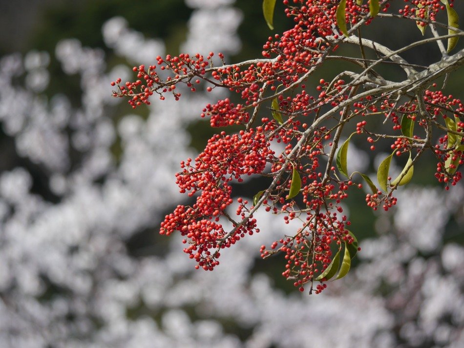 red real tree on blurred background