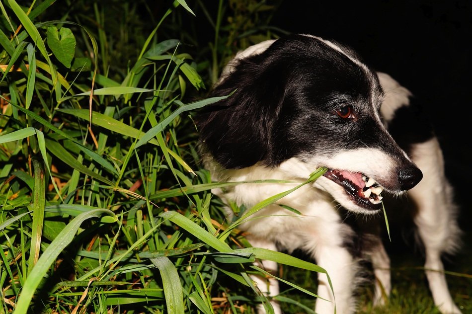 black and white dog in garden at night