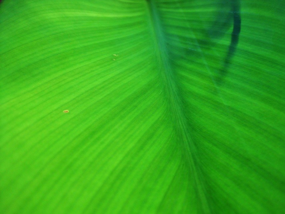 Green leaf in the shape of a heart