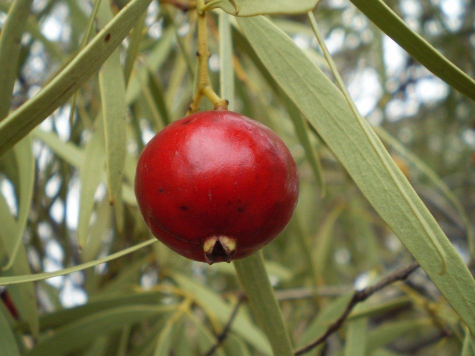 Ref quandong fruit grows in Australia