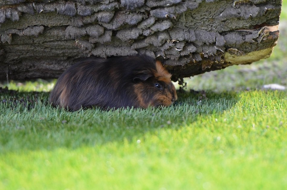 guinea pig under the log