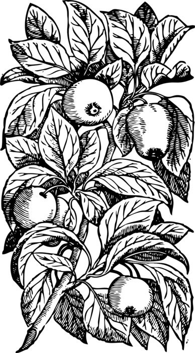 Apples on the tree clipart