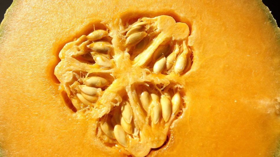 cantaloupe with seeds
