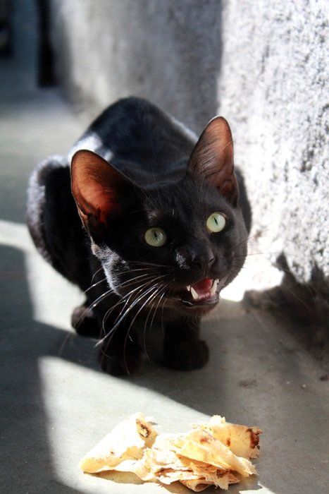 hungry black cat at meal