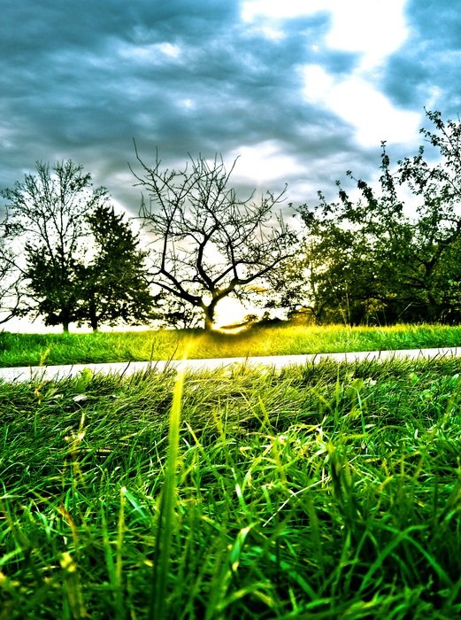 cloudy sky over the orchard