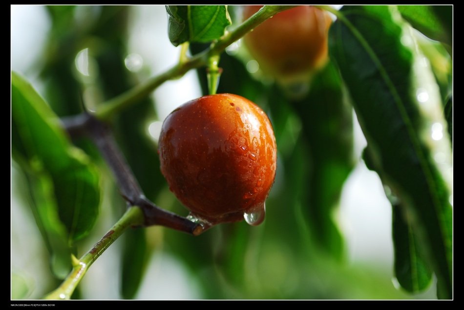 xinjiang jujube on the tree with water drops