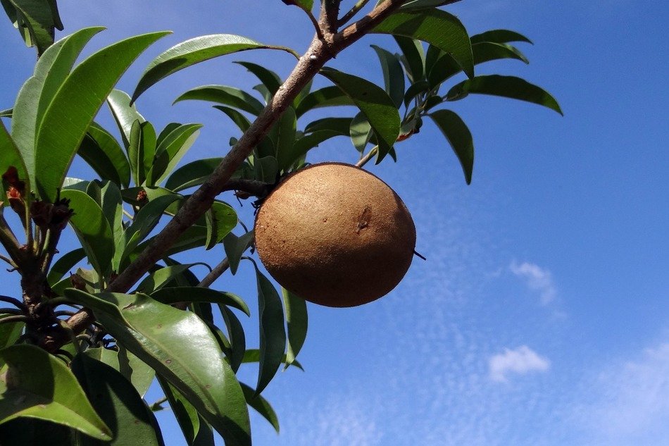 fruit Sapodilla