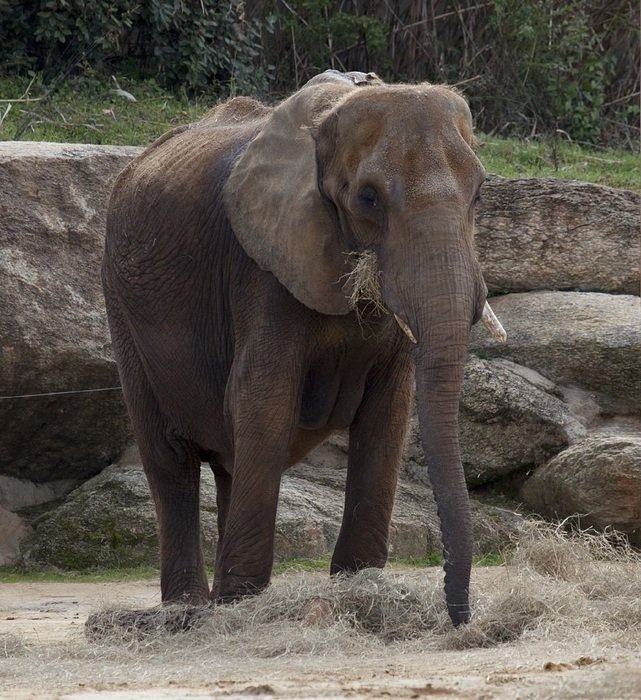Elephant near the stones in the wild