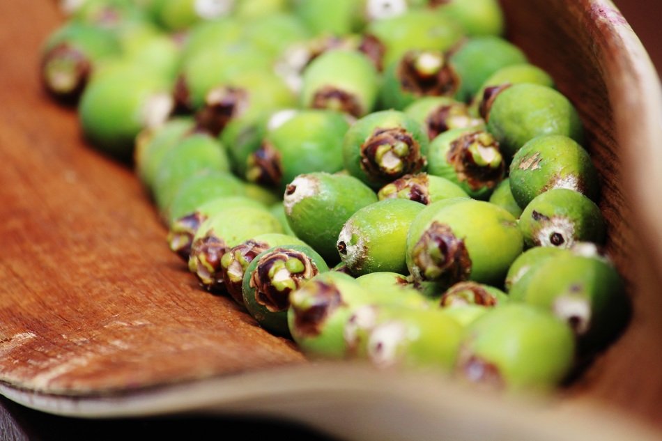 green palm fruits on branch