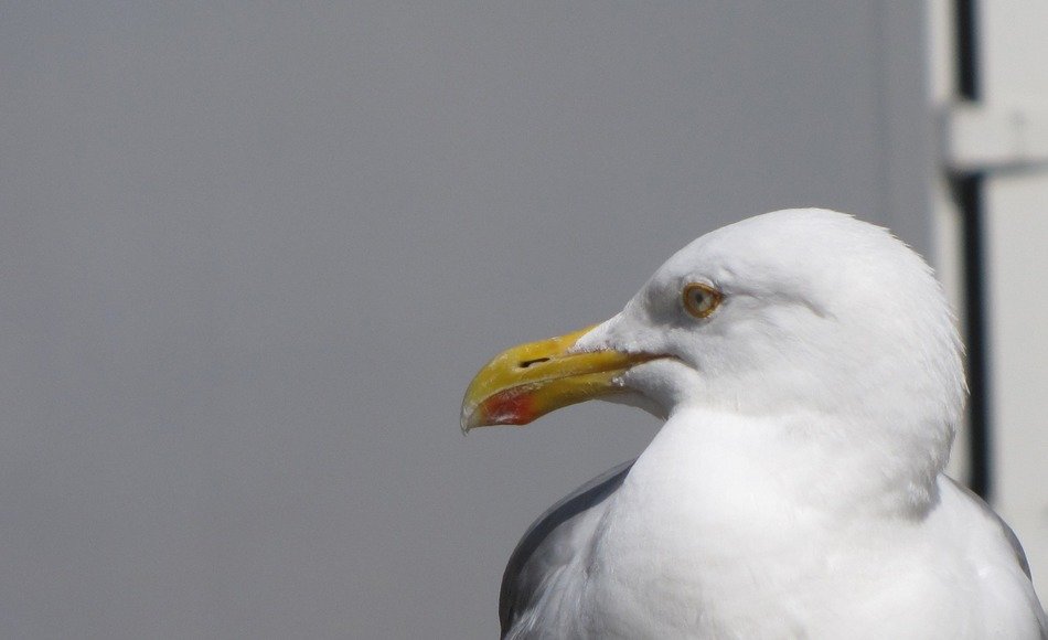 funny lurking food seagull portrait