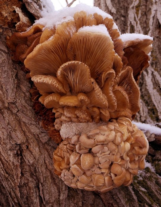 brown tree mushrooms on a tree trunk in a deep forest