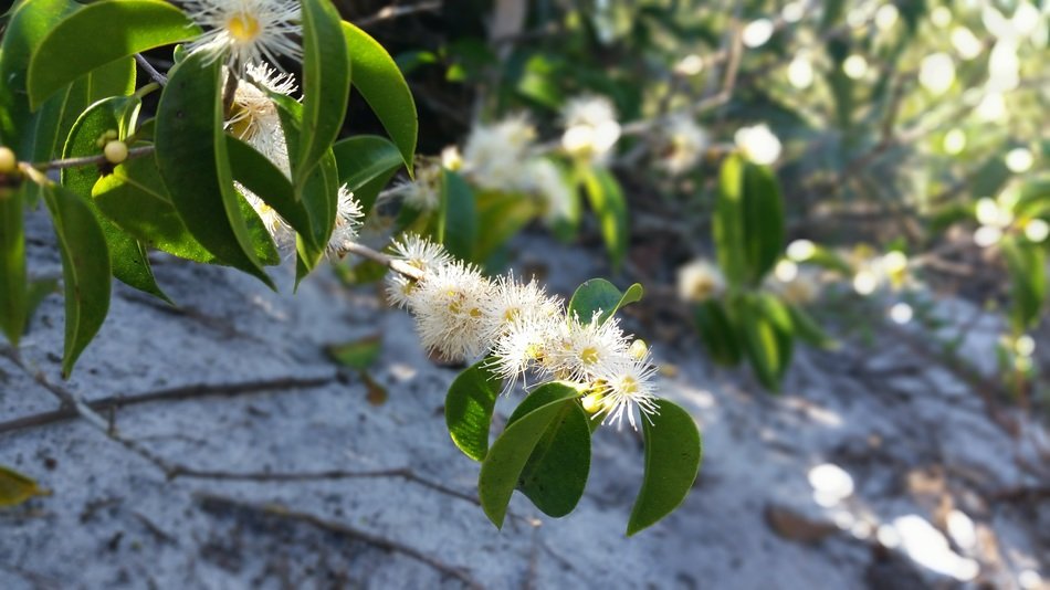 green mato flower plant