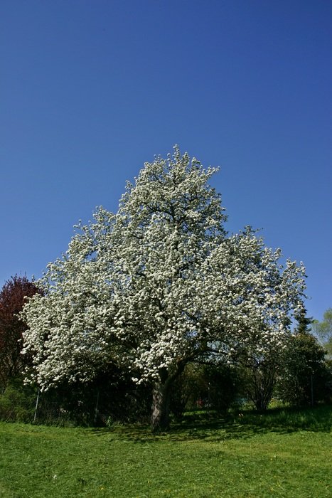 flowering pear tree in a garden in Germany