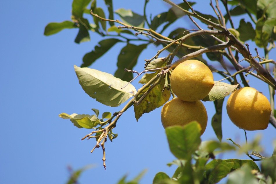 three yellow lemons on the tree at blue sky background