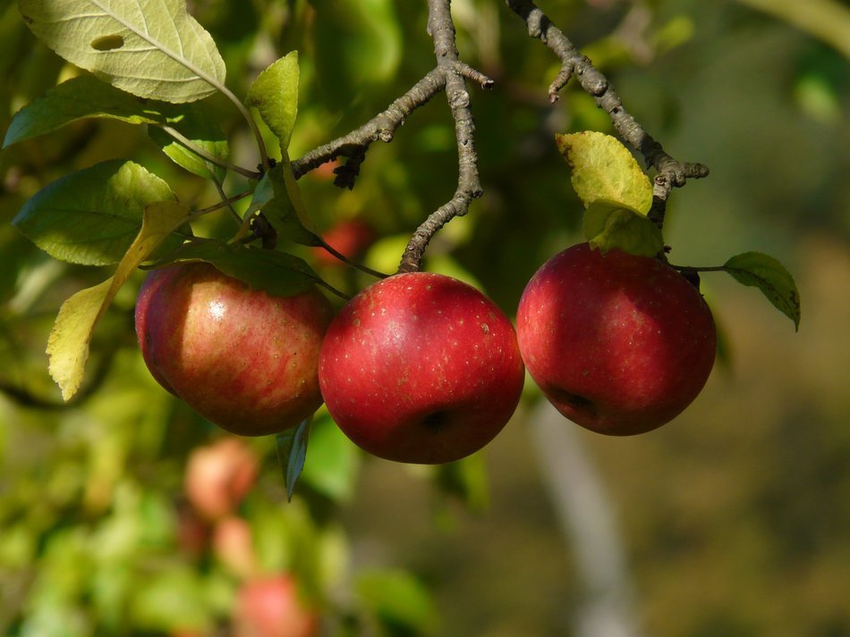 dainty apple tree