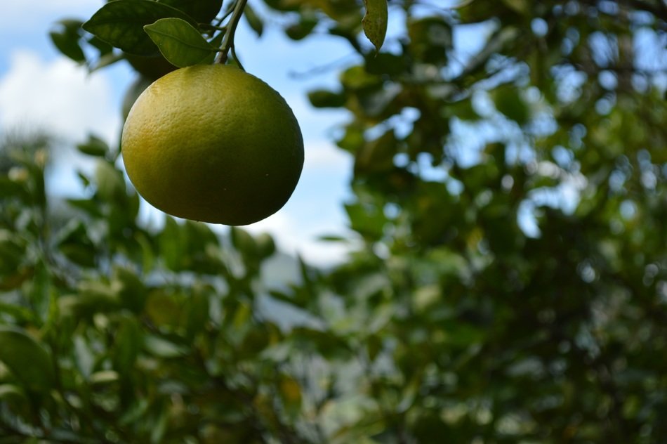 green orange on a tree