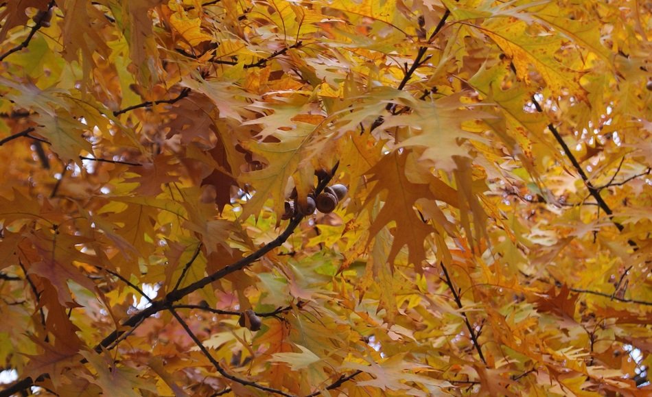 Beautiful trees in autumn