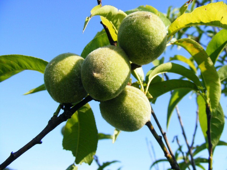 unripe green peach on branch close-up