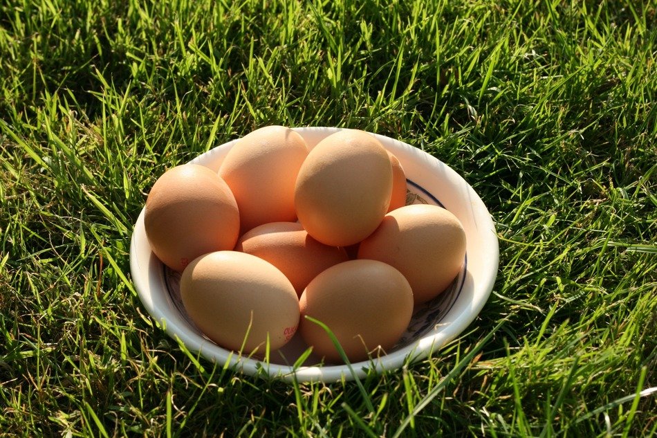 brown eggs in plate on grass