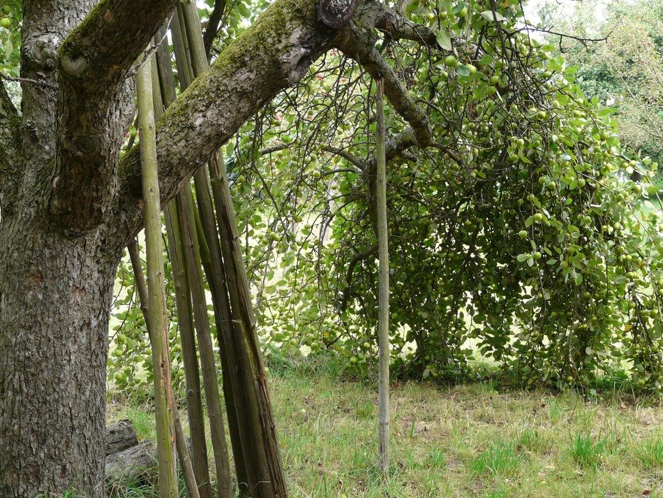 apple tree branch on support