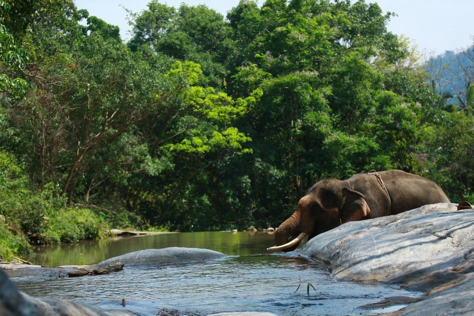 elephant in the water in the wild