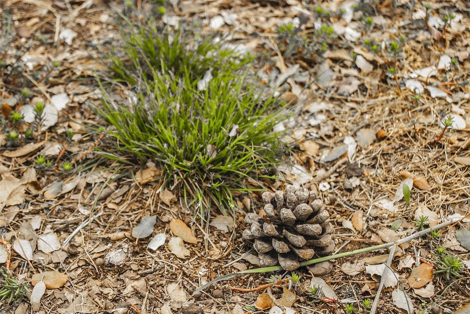 cedar bump on dry foliage and grass