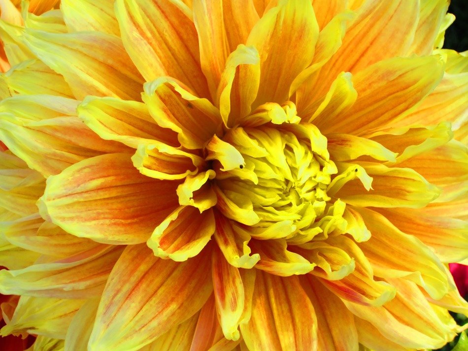 dahalis floral plant