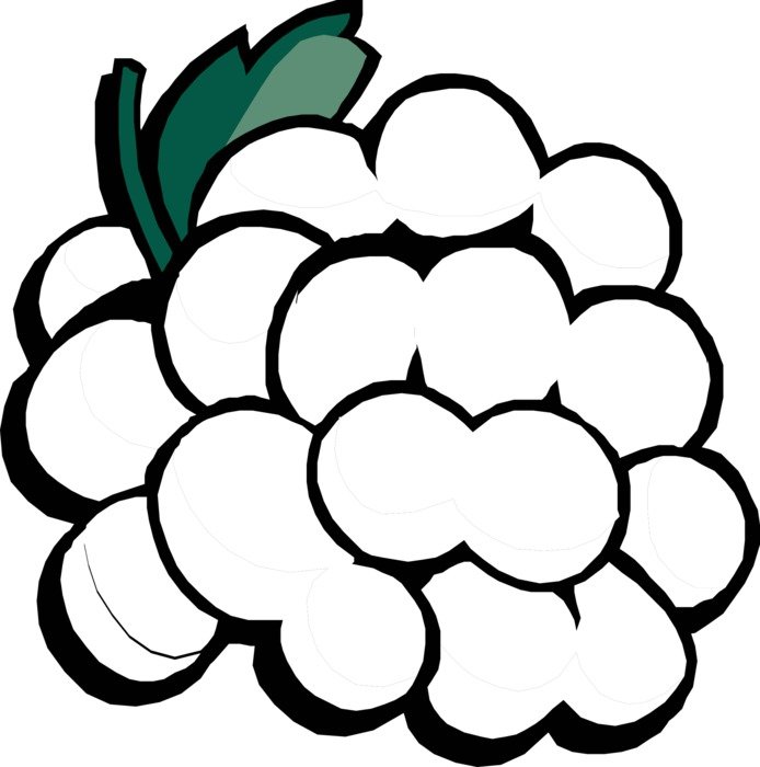 drawn white grapes on a white background