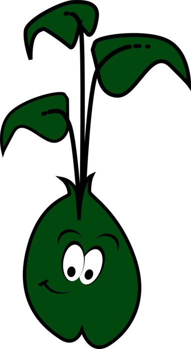 green bean drawing