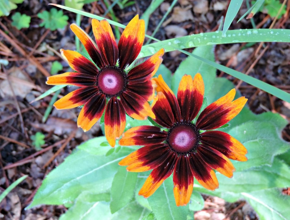 rubeckia black eyed floral