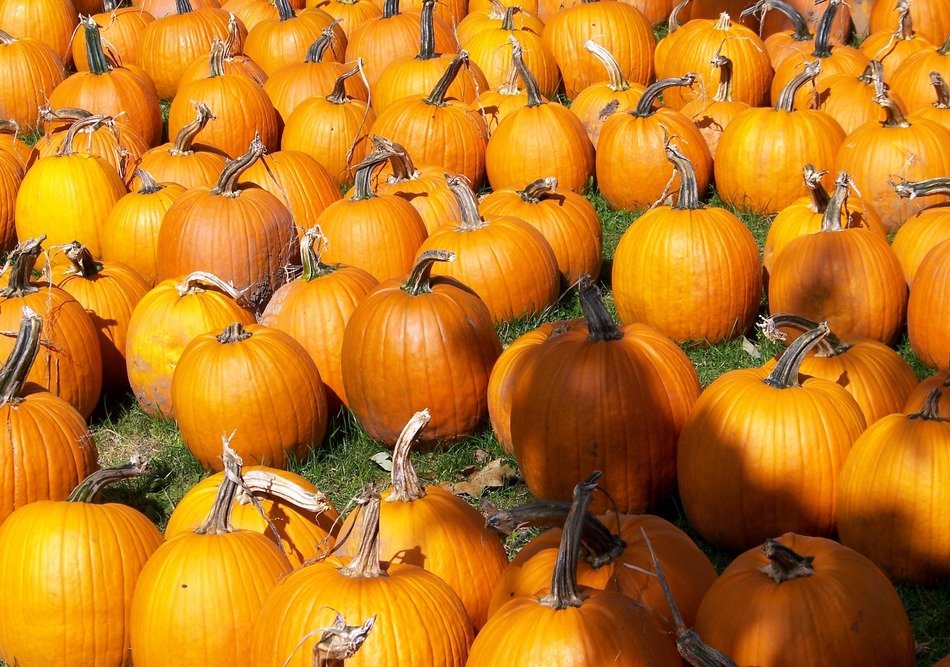 harvest of pumpkins for thanksgiving