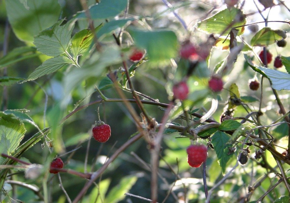 wild raspberries on the bush