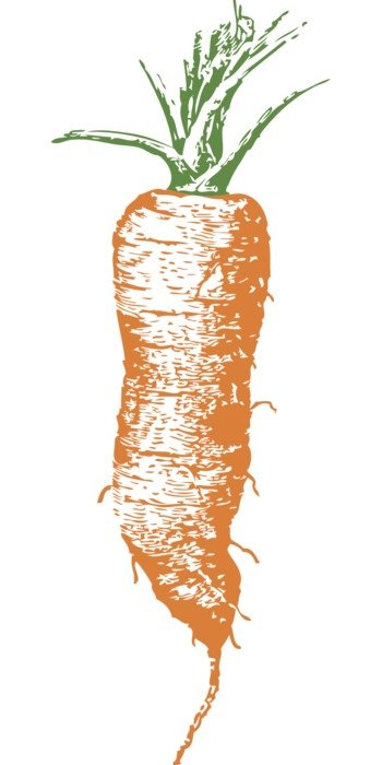 healthy carrot