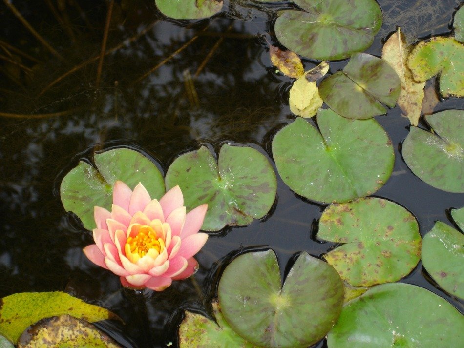 pink lily on the water