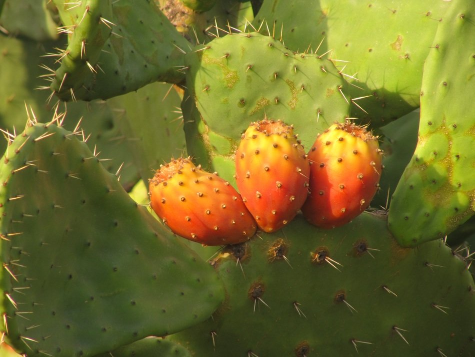 exotic bright fruits of the cactus